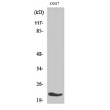 Western Blot - Anti-MRPL11 Antibody (C14055) - Antibodies.com