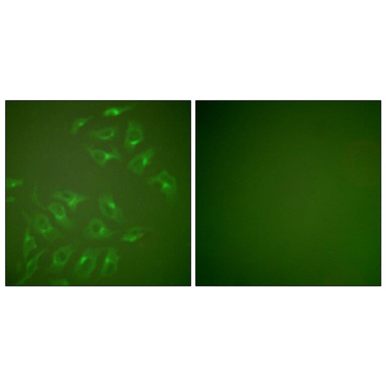 Immunofluorescence - Anti-MMP-13 Antibody (C0265) - Antibodies.com