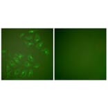 Immunofluorescence - Anti-MMP-13 Antibody (C0265) - Antibodies.com