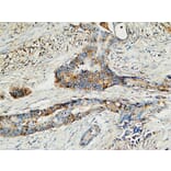 Immunohistochemistry - Anti-MMP-13 Antibody (C0265) - Antibodies.com