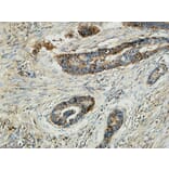 Immunohistochemistry - Anti-MMP-13 Antibody (C0265) - Antibodies.com