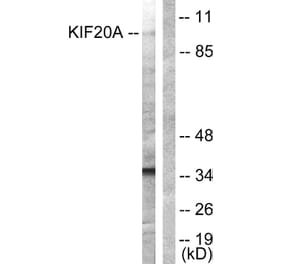 Western Blot - Anti-KIF20A Antibody (B1082) - Antibodies.com
