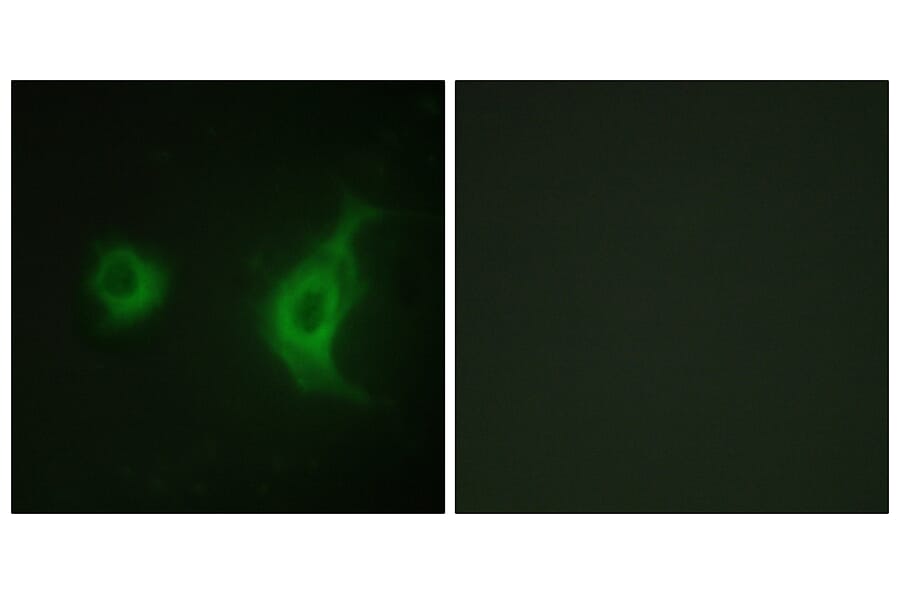 Immunofluorescence - Anti-KIF20A Antibody (B1082) - Antibodies.com