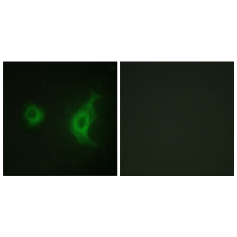 Immunofluorescence - Anti-KIF20A Antibody (B1082) - Antibodies.com