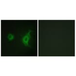 Immunofluorescence - Anti-KIF20A Antibody (B1082) - Antibodies.com