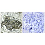 Immunohistochemistry - Anti-KIF20A Antibody (B1082) - Antibodies.com