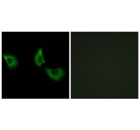 Immunofluorescence - Anti-EFEMP2 Antibody (C15602) - Antibodies.com