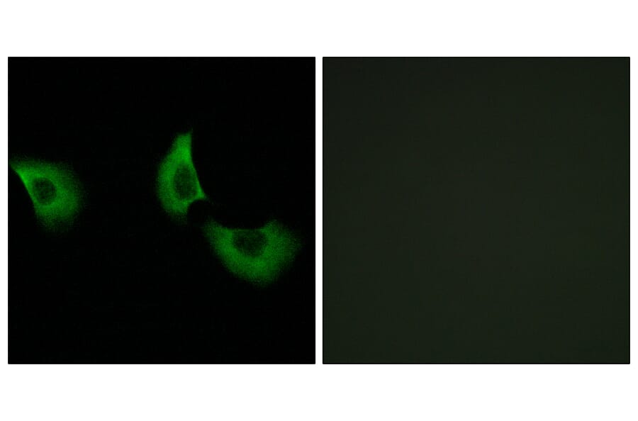 Immunofluorescence - Anti-EFEMP2 Antibody (C15602) - Antibodies.com