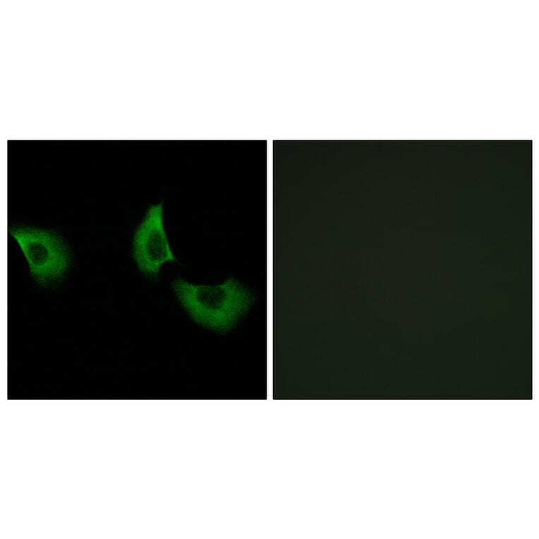 Immunofluorescence - Anti-EFEMP2 Antibody (C15602) - Antibodies.com