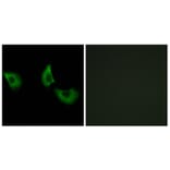 Immunofluorescence - Anti-EFEMP2 Antibody (C15602) - Antibodies.com