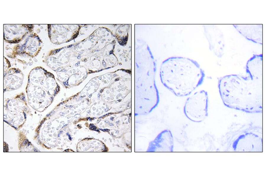 Immunohistochemistry - Anti-EFEMP2 Antibody (C15602) - Antibodies.com
