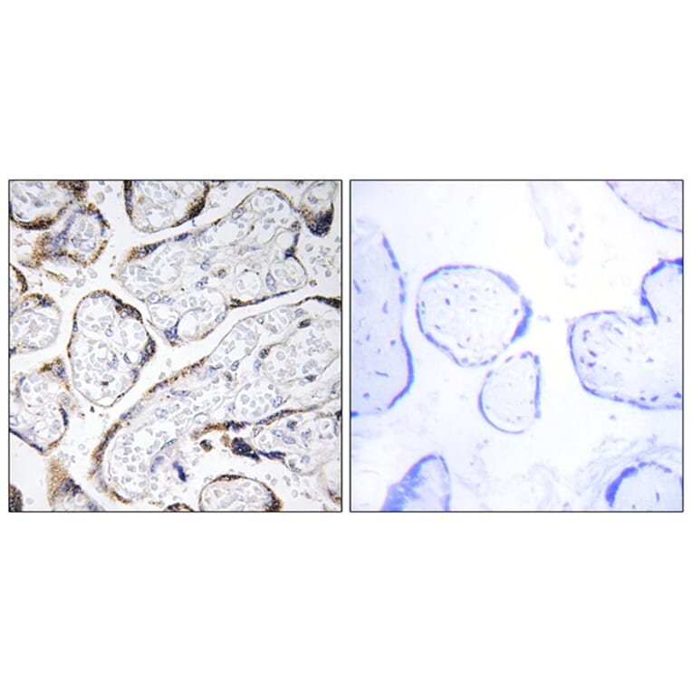 Immunohistochemistry - Anti-EFEMP2 Antibody (C15602) - Antibodies.com
