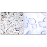 Immunohistochemistry - Anti-EFEMP2 Antibody (C15602) - Antibodies.com