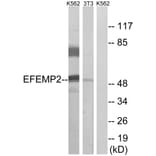 Western Blot - Anti-EFEMP2 Antibody (C15602) - Antibodies.com