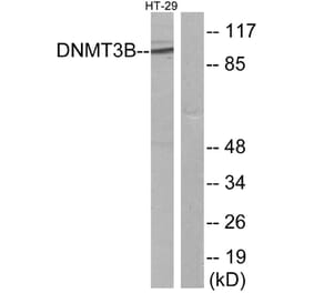 Western Blot - Anti-DNMT3B Antibody (C11809) - Antibodies.com