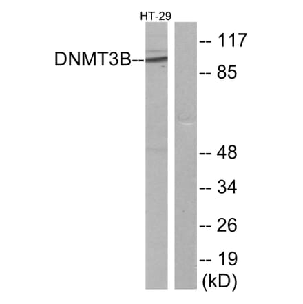Western Blot - Anti-DNMT3B Antibody (C11809) - Antibodies.com