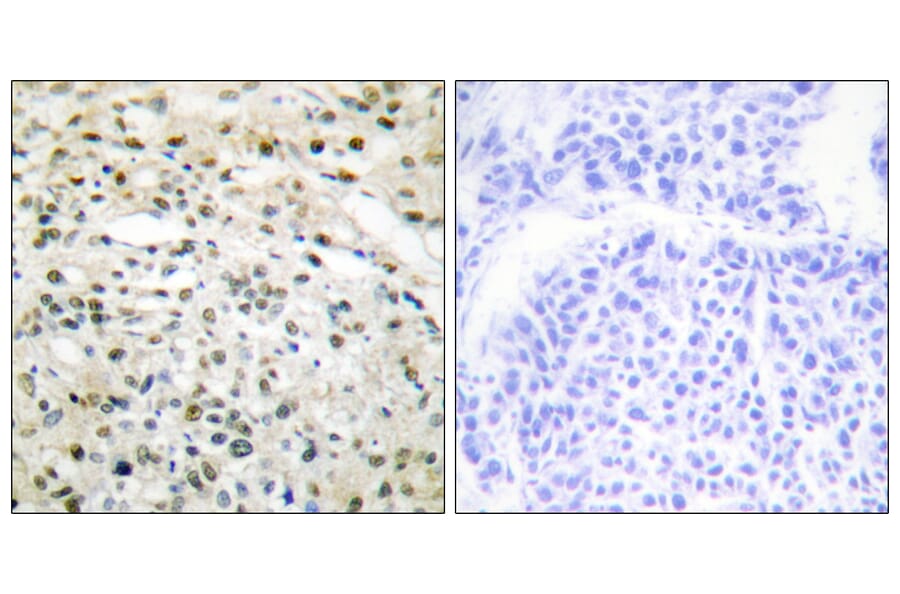 Immunohistochemistry - Anti-DNMT3B Antibody (C11809) - Antibodies.com