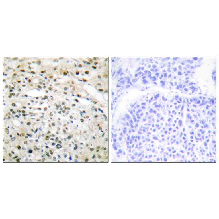 Immunohistochemistry - Anti-DNMT3B Antibody (C11809) - Antibodies.com