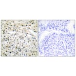 Immunohistochemistry - Anti-DNMT3B Antibody (C11809) - Antibodies.com