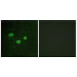 Immunofluorescence - Anti-DNMT3B Antibody (C11809) - Antibodies.com