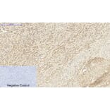 Immunohistochemistry - Anti-DNMT3B Antibody (C11809) - Antibodies.com