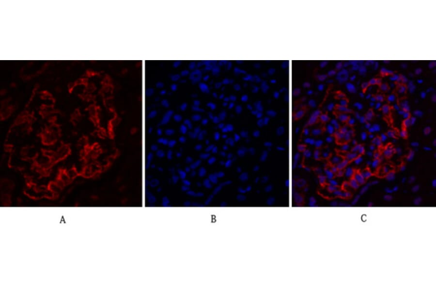 Immunofluorescence - Anti-DNMT3B Antibody (C11809) - Antibodies.com