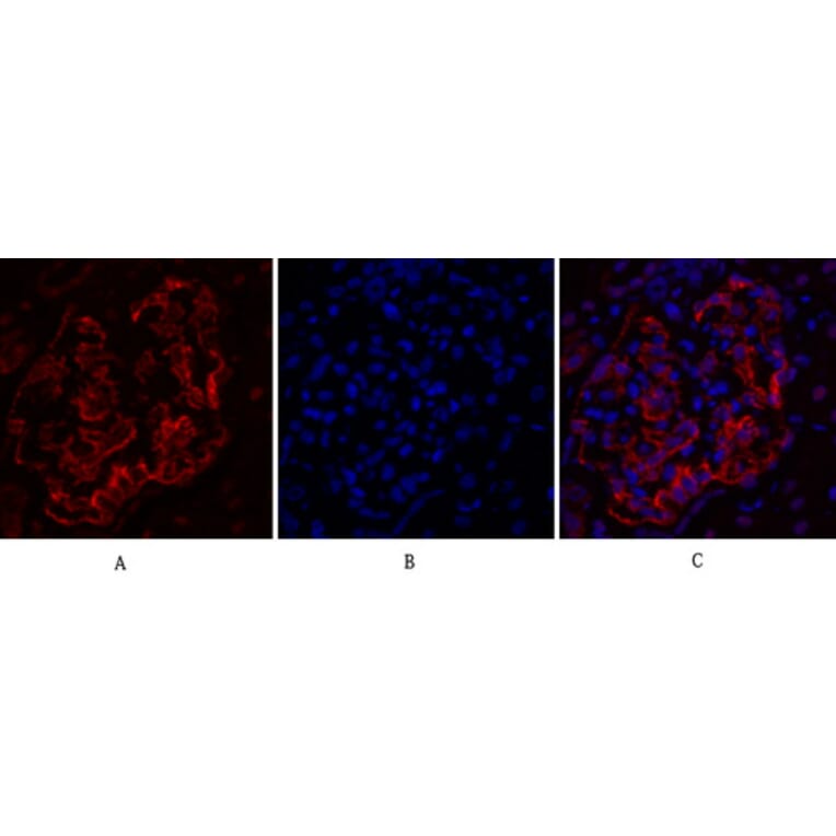Immunofluorescence - Anti-DNMT3B Antibody (C11809) - Antibodies.com