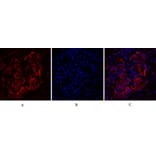 Immunofluorescence - Anti-DNMT3B Antibody (C11809) - Antibodies.com