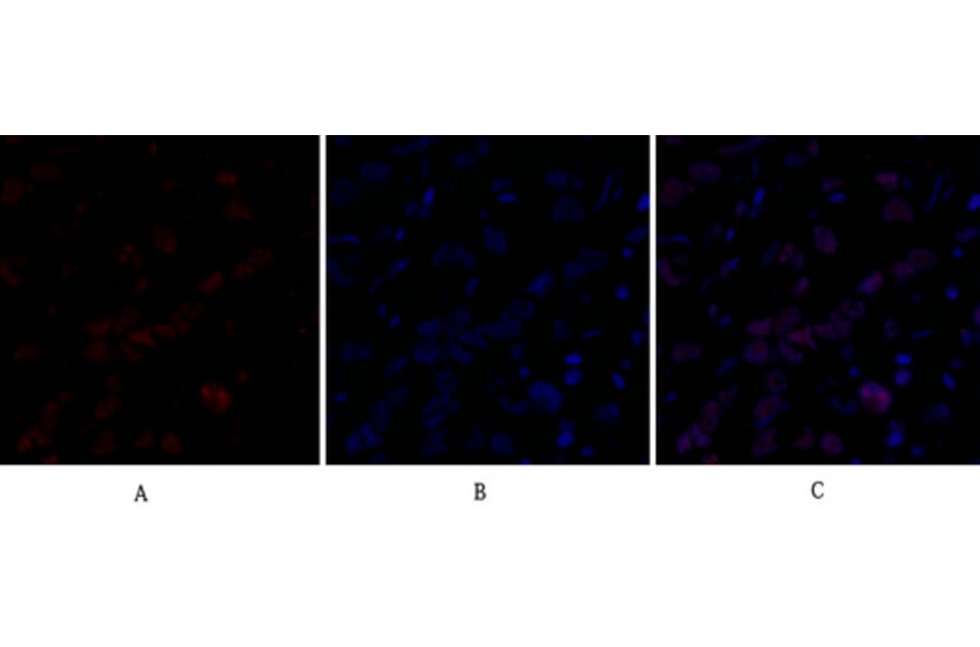 Immunofluorescence - Anti-DNMT3B Antibody (C11809) - Antibodies.com