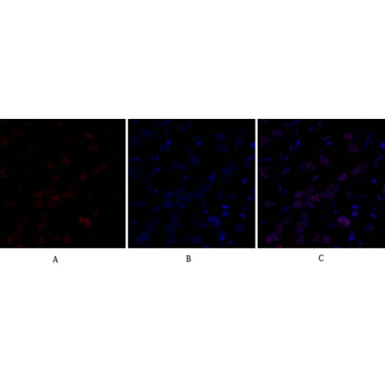 Immunofluorescence - Anti-DNMT3B Antibody (C11809) - Antibodies.com