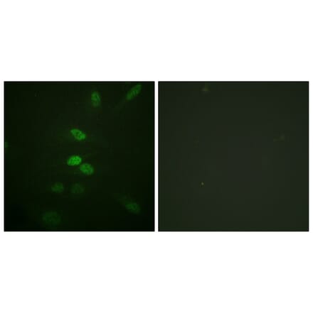Immunofluorescence - Anti-CDC25B Antibody (B0855) - Antibodies.com