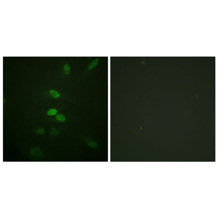 Immunofluorescence - Anti-CDC25B Antibody (B0855) - Antibodies.com