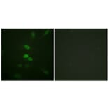 Immunofluorescence - Anti-CDC25B Antibody (B0855) - Antibodies.com