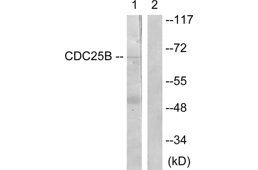 Western Blot - Anti-CDC25B Antibody (B0855) - Antibodies.com