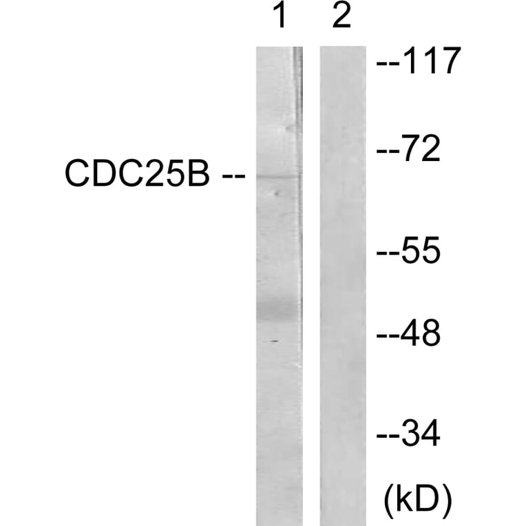 Western Blot - Anti-CDC25B Antibody (B0855) - Antibodies.com