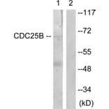 Western Blot - Anti-CDC25B Antibody (B0855) - Antibodies.com