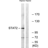 Western Blot - Anti-STAT2 Antibody (B0089) - Antibodies.com