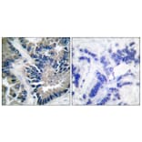 Immunohistochemistry - Anti-STAT2 Antibody (B0089) - Antibodies.com
