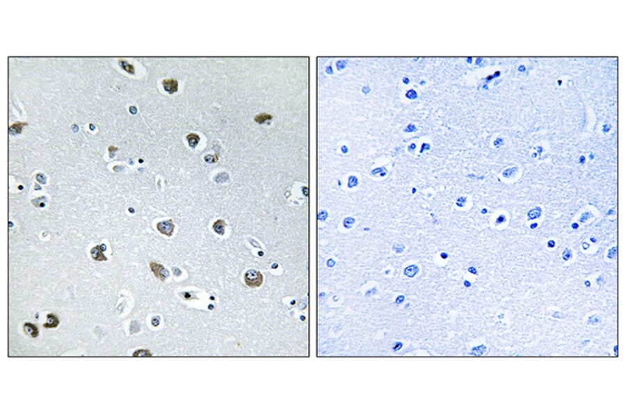 Immunohistochemistry - Anti-NXPH4 Antibody (C16918) - Antibodies.com