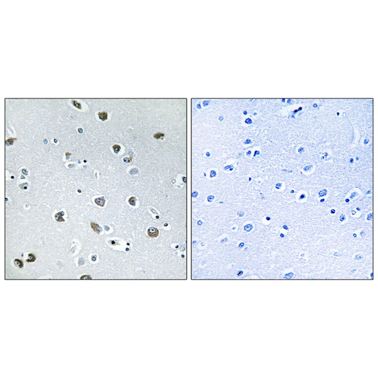 Immunohistochemistry - Anti-NXPH4 Antibody (C16918) - Antibodies.com