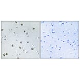 Immunohistochemistry - Anti-NXPH4 Antibody (C16918) - Antibodies.com