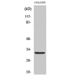 Western Blot - Anti-NXPH4 Antibody (C16918) - Antibodies.com