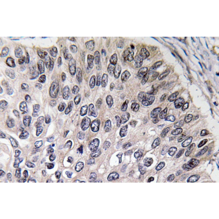 Immunohistochemistry - Anti-CA II Antibody (R12-2046) - Antibodies.com
