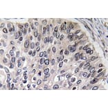 Immunohistochemistry - Anti-CA II Antibody (R12-2046) - Antibodies.com