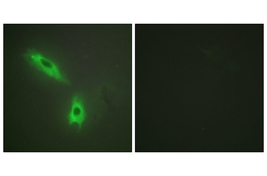 Immunofluorescence - Anti-TNFC Antibody (C10895) - Antibodies.com