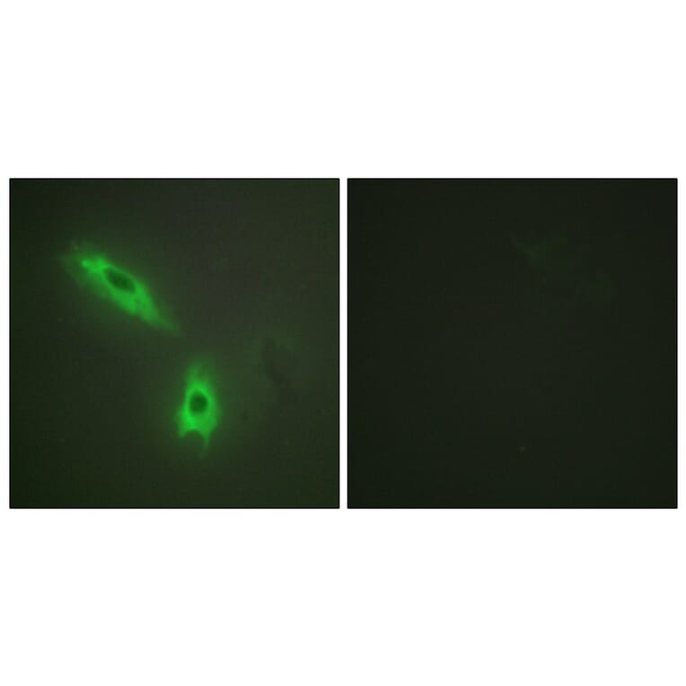 Immunofluorescence - Anti-TNFC Antibody (C10895) - Antibodies.com
