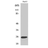 Western Blot - Anti-TNFC Antibody (C10895) - Antibodies.com