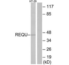 Western Blot - Anti-REQU Antibody (C11434) - Antibodies.com