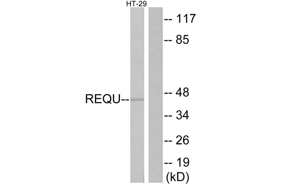 Western Blot - Anti-REQU Antibody (C11434) - Antibodies.com