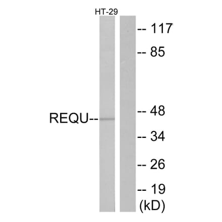 Western Blot - Anti-REQU Antibody (C11434) - Antibodies.com